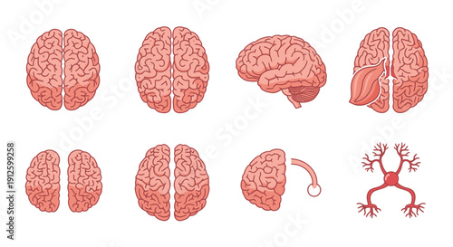 Human Brain Anatomy Illustration Set Featuring Various Views Including Top View Side View Hemispheres and Neuronal Structures for Medical and Scientific Design