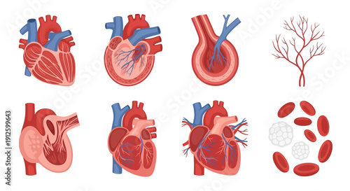 Detailed Human Heart Anatomy and Circulatory System Vector Illustration Set Featuring Internal Heart Cross Sections Blood Vessels Red and White Blood Cells Art