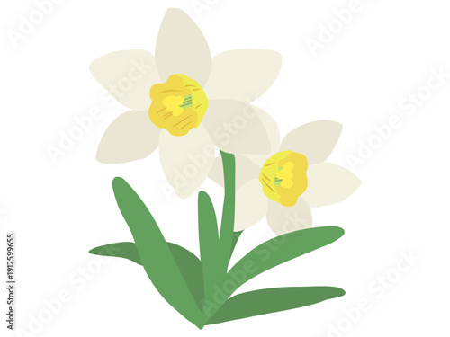 スイセン 白色 イエローラッパ 主線なし