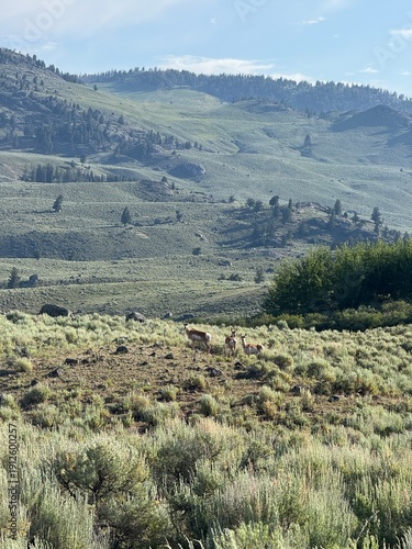 Small herd of Pronghorn antelope standing on a sagebrush hillside near Yellowstone National Park.