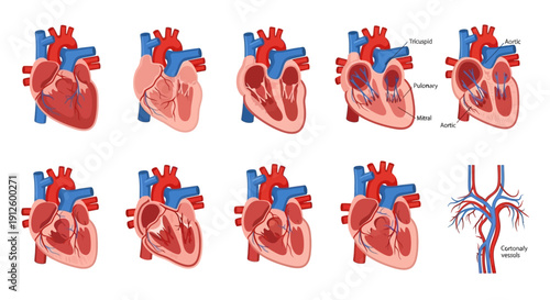 Detailed Human Heart Anatomy Illustration Showing Cross-Sectional Views with Chambers, Valves, Aorta, and Coronary Vessels for Medical and Educational Study.