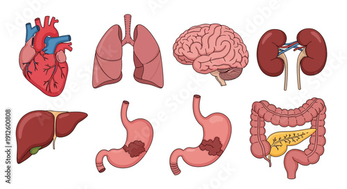 Vector Illustration Set of Human Internal Organs Including Heart, Lungs, Brain, Kidneys, Liver, Stomach, and Intestines for Medical and Educational Health Design.