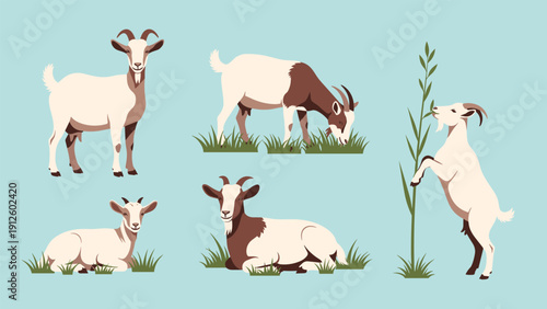 Group of various goats in natural poses like grazing and lying down and standing and climbing a branch in a field.