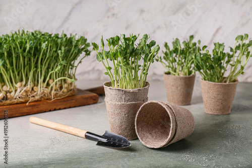 Photos Peat pots with fresh micro green and shovel on grey grunge background, closeup
