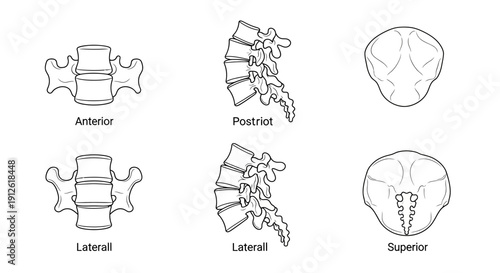 Anatomical Illustrations of Lumbar Vertebrae: Anterior, Posterior, Lateral, and Superior Views
