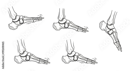 Anatomy of the Human Foot: Bone Structure and Toe Movement