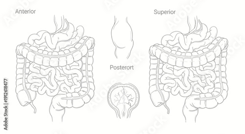 Anatomy of the Human Intestines: Anterior, Superior, and Posterior Views