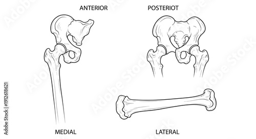 Anterior, Posterior, Medial, and Lateral Views of the Human Hip Bone and Femur