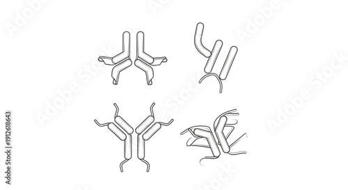 Antibody Structure Diagram: Y-shaped Immunoglobulin Molecule and Variations