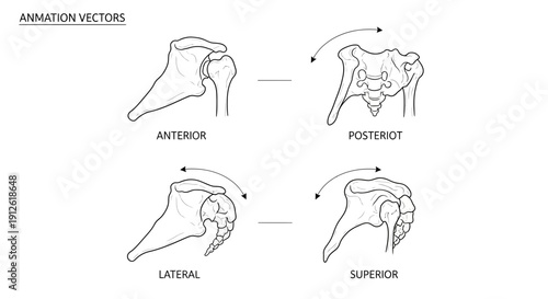 Anterior, Posterior, Lateral, and Superior Views of Human Shoulder Joint Anatomy
