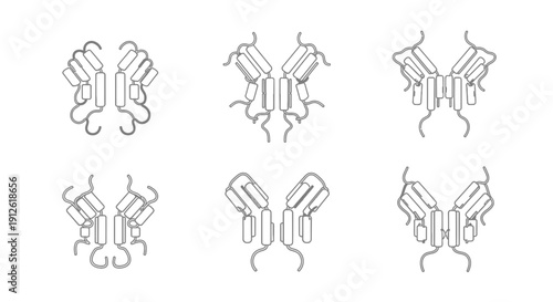 Antibody Structure Variations: Y-Shaped Immunoglobulin Molecular Diagrams