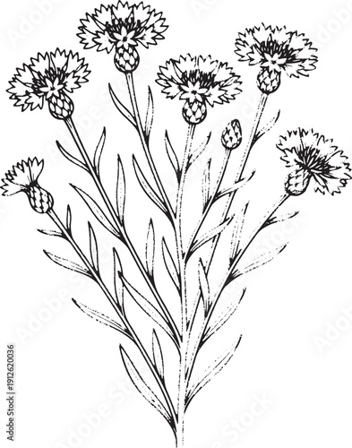 Hand Drawn Cornflower (Centaurea cyanus) Illustration - Detailed Vintage Style Black and White Botanical Sketch of Bachelor's Button Wildflowers with Thistle-like Blooms and Lanceolate Foliage