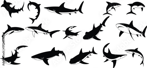 Set of Detailed Shark Illustrations in Dynamic Poses Black and White Marine Predator Ocean Wildlife Vector Collection Isolated on White