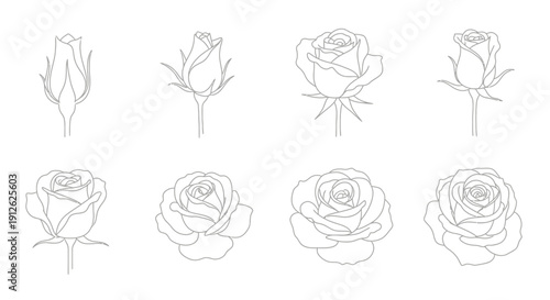 A collection of line art illustrations depicting roses in various stages of bloom from bud to full flower