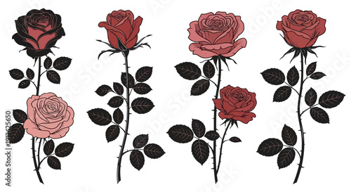 A collection of illustrated roses in varying shades of red pink and black displayed on a white background