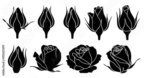 A series of black and white floral illustrations depicting roses in various stages of bloom and development high quality professional detailed