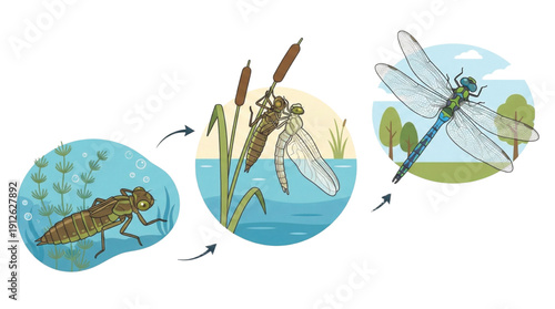 Flat vector illustration of a dragonfly metamorphosis. Underwater nymph, emergence stage, and an adult dragonfly with transparent wings flying.