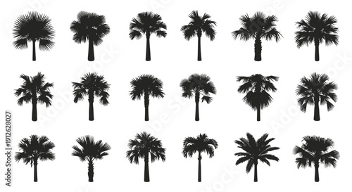 palm tree silhouettes various tropical trees fan and feather fronds isolated on white ideal for summer graphic design.