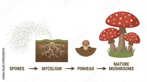Vector illustration of mushroom growth stages. Spores, mycelium network in soil, pinhead mushroom, and a cluster of mature red mushrooms. Flat design, earth tones, nature infographic