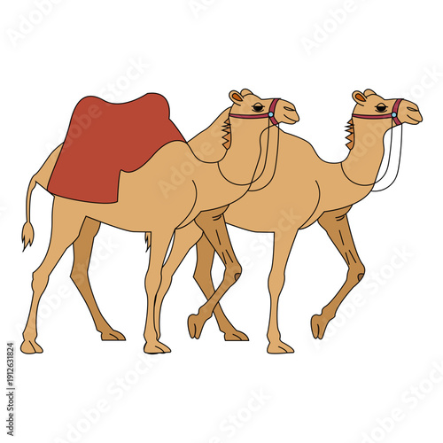 Two Desert Camels Walking