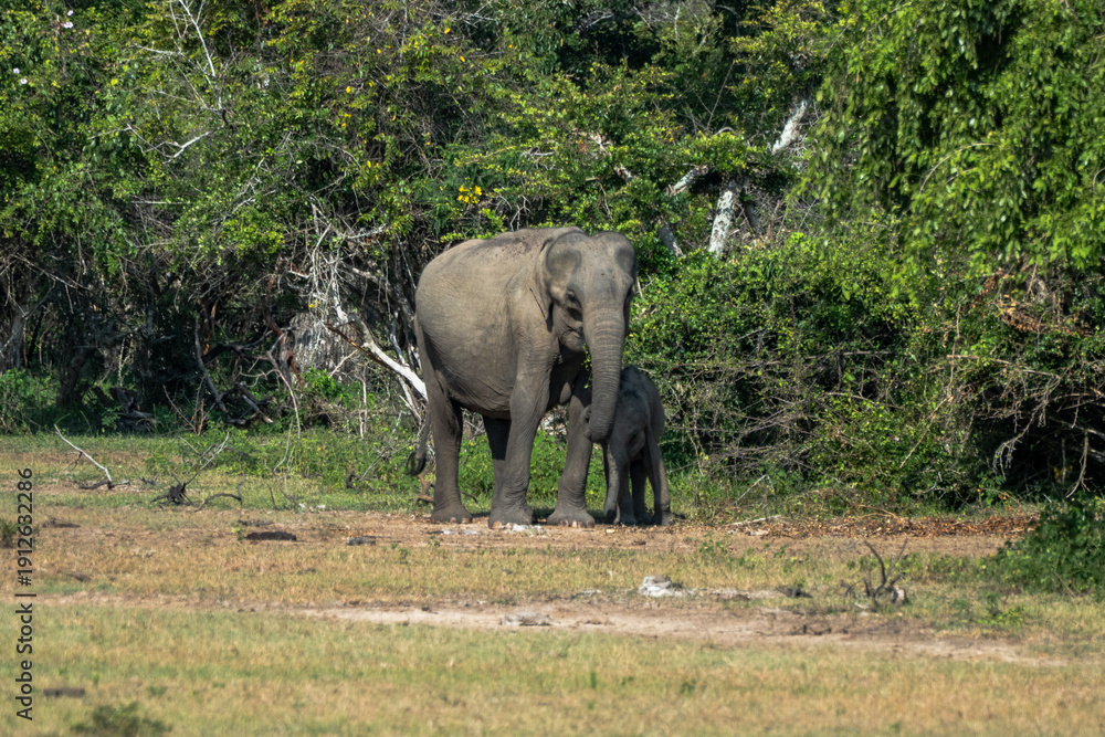 Fototapeta premium Sri Lankan elephants roaming Yala national park
