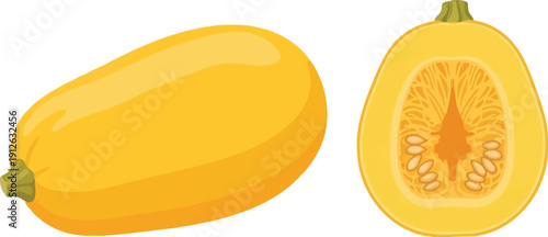 Yellow crookneck squash illustration