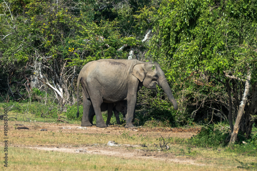 Fototapeta premium Sri Lankan elephants roaming Yala national park