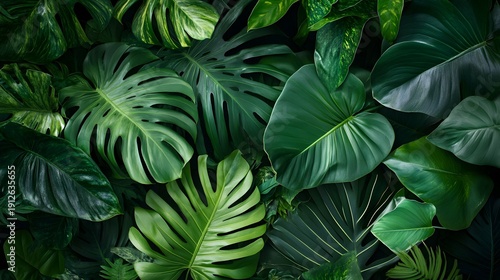 Photograph of lush, overlapping monstera leaves in vibrant green, creating a dense, tropical pattern.