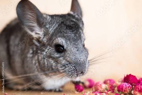 Black and white Chinchilla with pink flowers