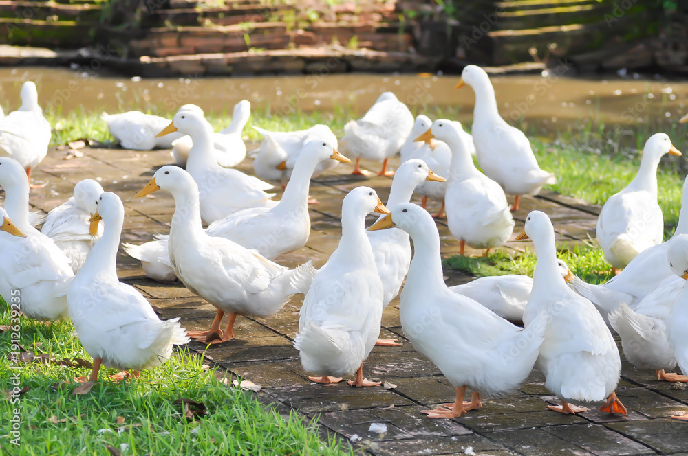 Obraz premium duck or ducks on the farm , farm animal