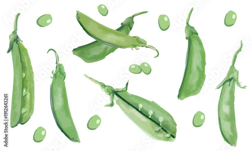 スナップエンドウの水彩スケッチセット