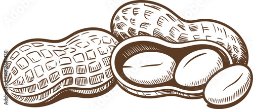 Vintage hand drawn peanut sketch, whole and open shells with nuts, organic botanical engraving, vector
