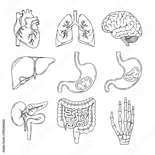 Detailed sketch of human anatomy showing heart lungs brain liver stomach intestines and other internal organs in a scientific illustration.