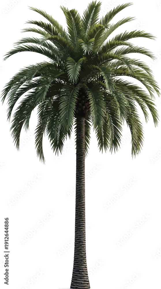Obraz premium Tall palm tree with lush green fronds isolated on transparent background