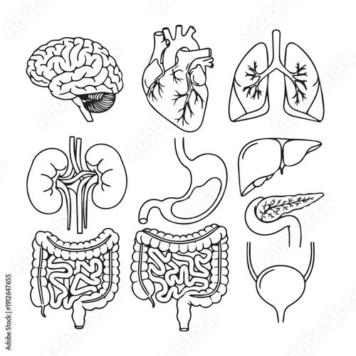 Detailed anatomical sketch showing brain heart lungs kidneys stomach liver intestines and related organs in a human body diagram.