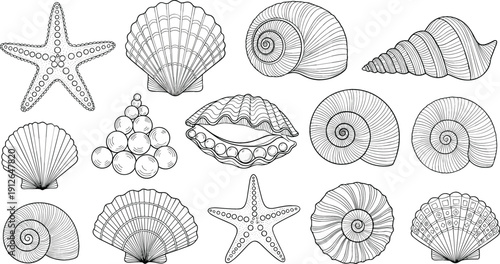 Seashell line art vector illustration set featuring starfish and ocean shells, detailed hand drawn marine elements for beach nature and vintage design