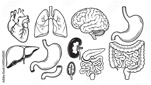 Collection of diagrams showing human internal organs including heart lungs brain and digestive system.