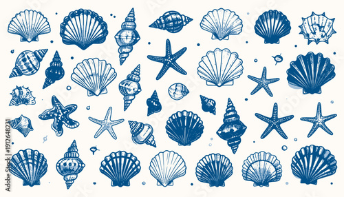 Collection of various blue ocean shells and starfish arranged together illustrating marine life from different viewpoints