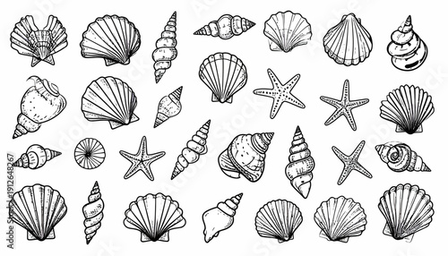 Collection of various ocean creatures and seashells illustrated in black and white