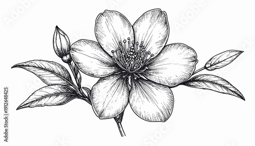 A detailed black and white illustration of a blooming flower with leaves from a close-up viewpoint