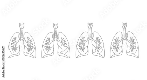 Human Lungs Anatomy Outline Set