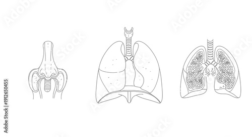 Human Respiratory System Anatomy: Nose, Lungs, Bronchi - Medical Illustration