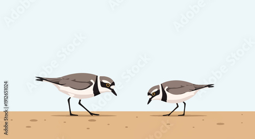 Two small shorebirds with brown and white plumage stand on sand