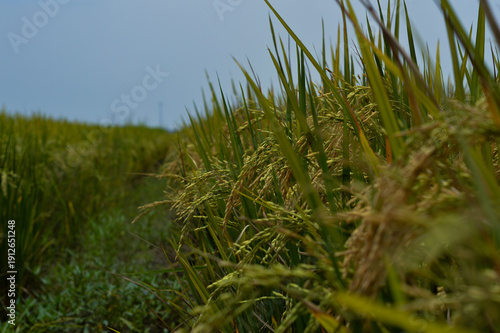 Side view of yellow rice stalks in the field with bokeh background.