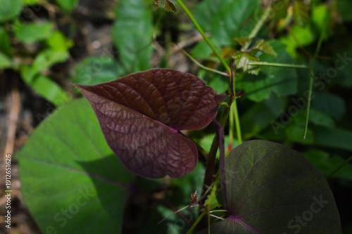 Close up of heart-shaped purple sweet potato leaf in the garden.