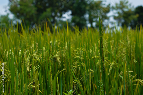 Side view of yellow rice stalks in the field with bokeh background.