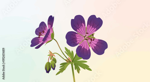 Two purple and pink flowers with green leaves on a light background