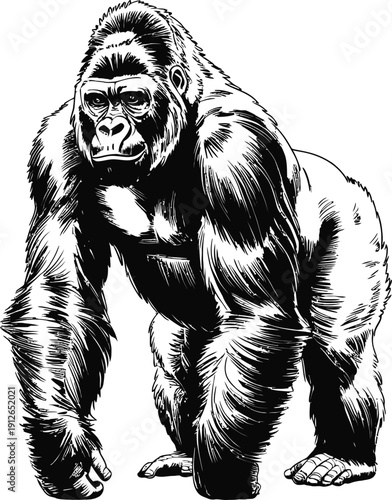 Gorilla standing in black and white sketch style, powerful animal