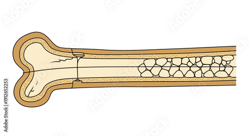 Cross-section of a long bone showing internal structure, spongy bone, and marrow cavity.