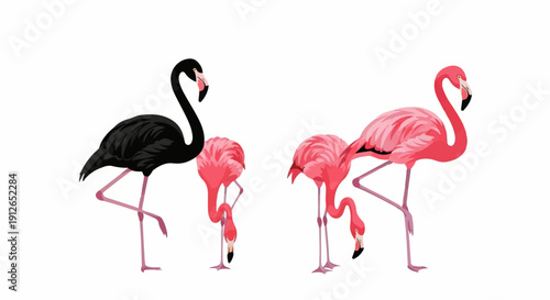 Two groups of flamingos, one black and three pink, stand on white